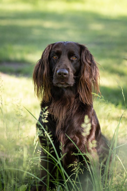 Eläinklinikan kuva 5