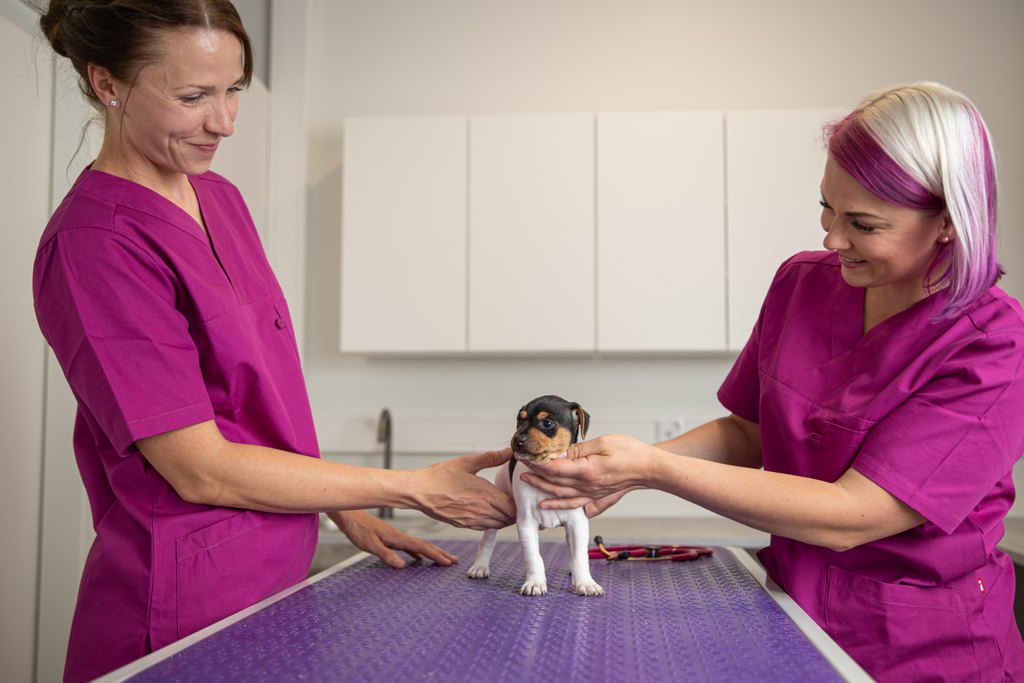 Eläinklinikan kuva 2