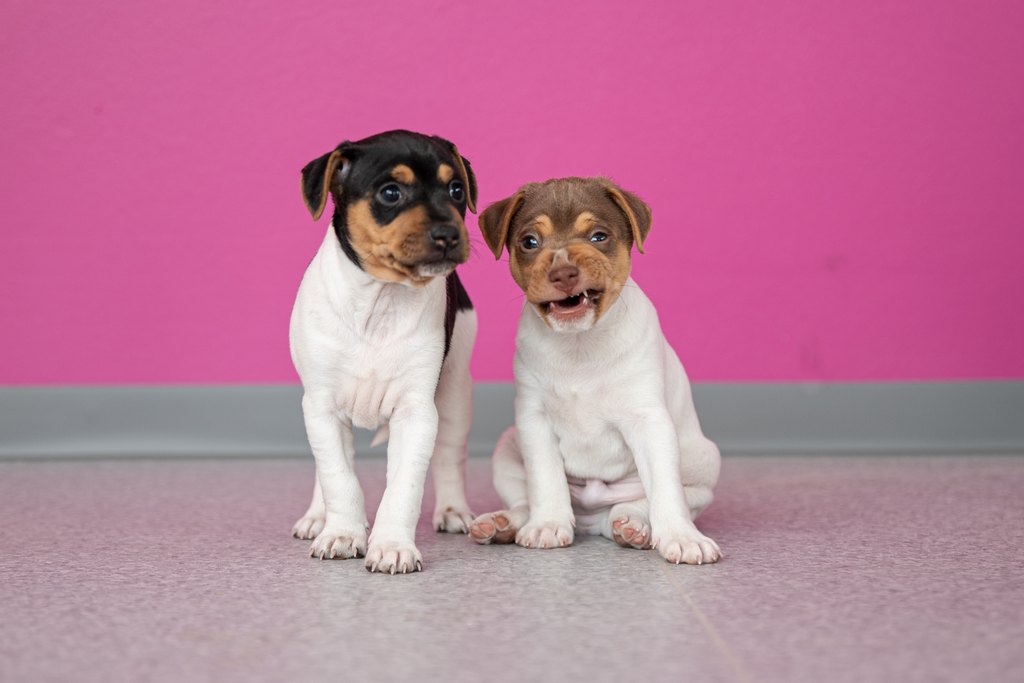 Eläinklinikan kuva 4